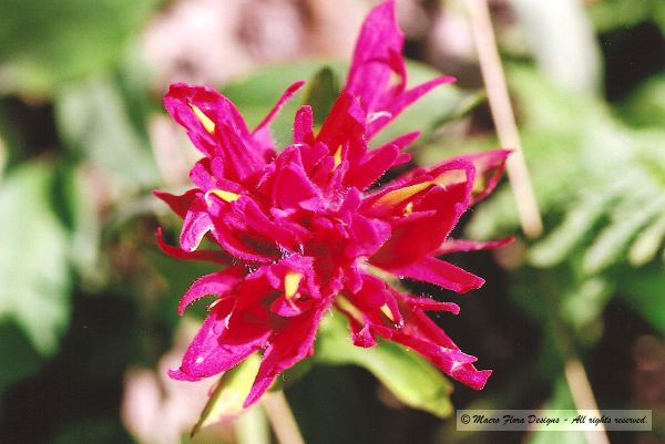 Paintbrush