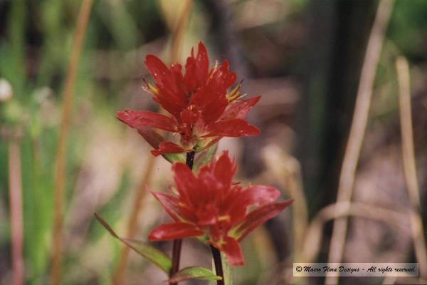 Paintbrush 