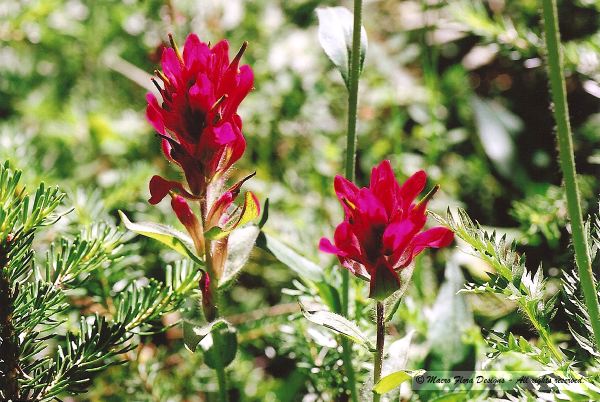 Paintbrushes