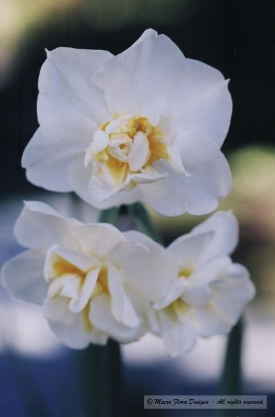 Paper Whites Narcissus