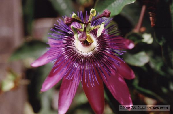 Passionflower