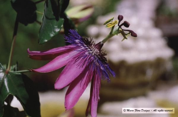 Passionflower