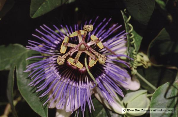 Passionflower 