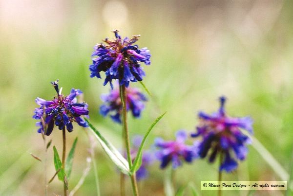 Penstemon
