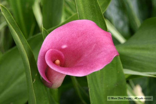 Pink Calla Lily