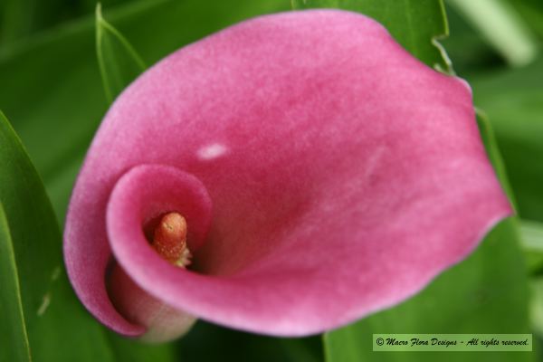 Pink Calla Lily
