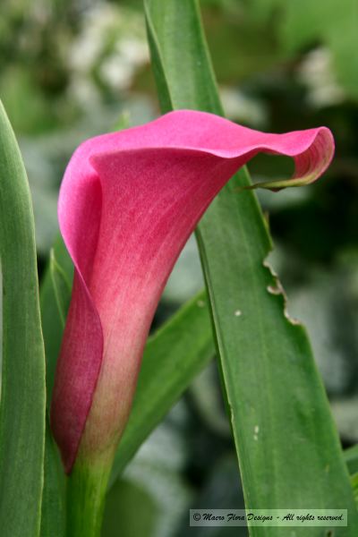 Pink Calla Lily