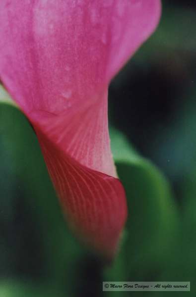 Pink Calla Lily