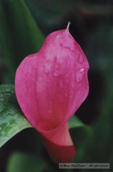 Pink Calla Lily 