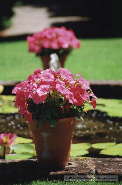 Pink Flower Pot