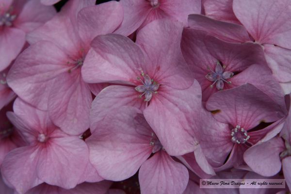 Pink Hydrangea