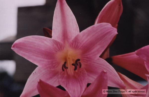 Pink lady