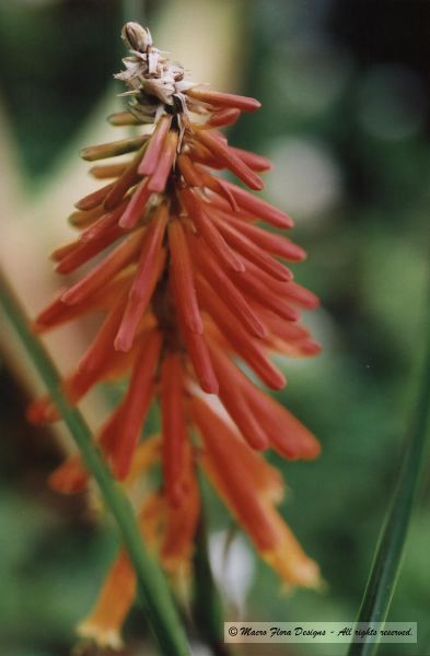 Poker Plant
