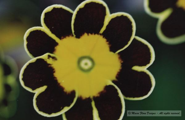 Primula