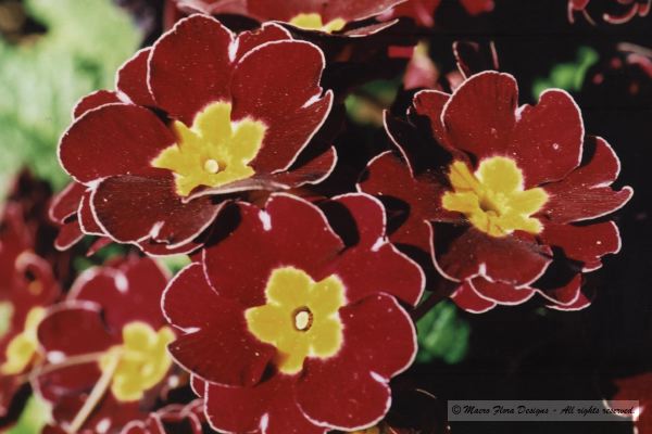 Primulas