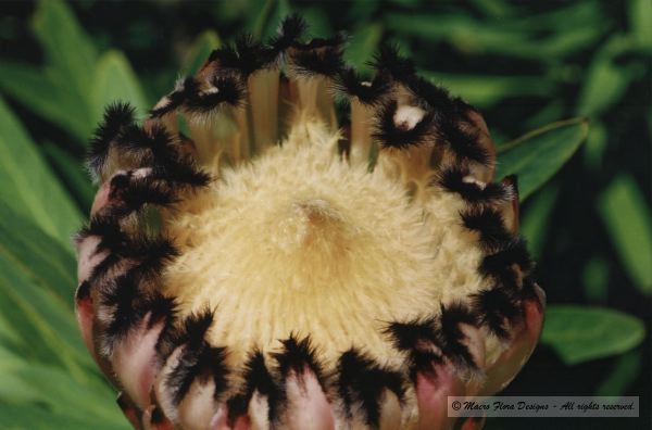 Protea