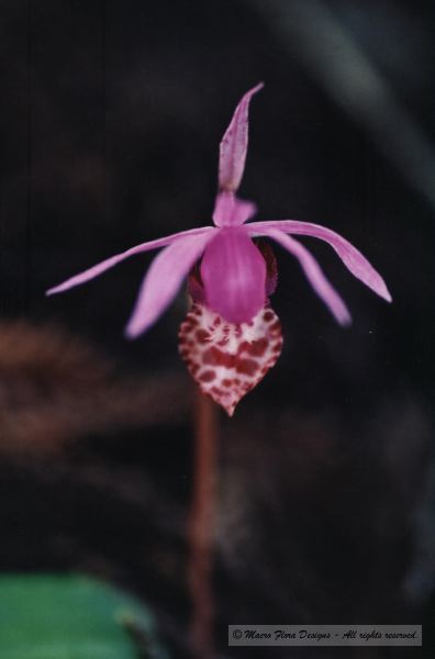 Calypso Lady Slipper