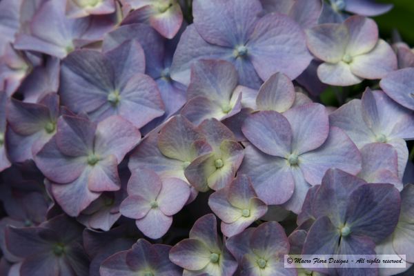 Purple Hydrangea