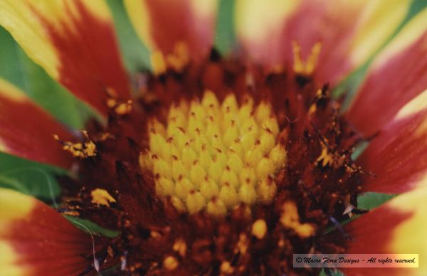 Red and Yellow Flower