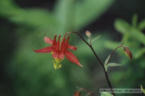 Red Columbine 