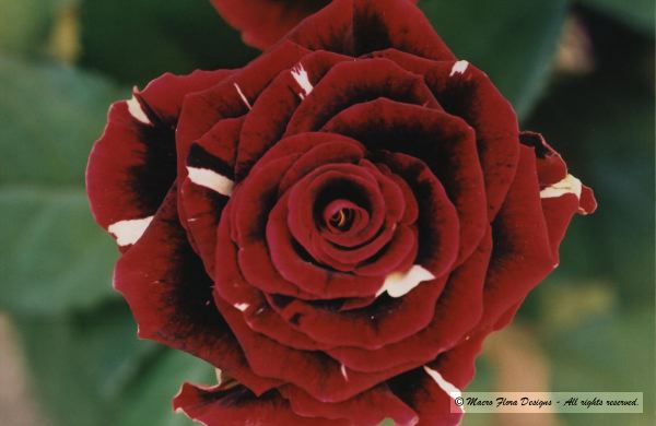 Red Rose
