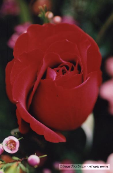 Red Rose