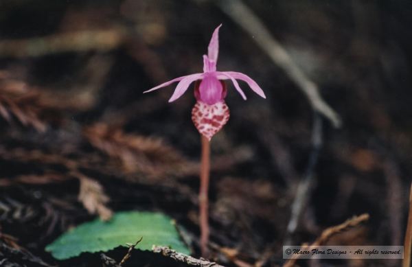 Calypso Lady Slipper 