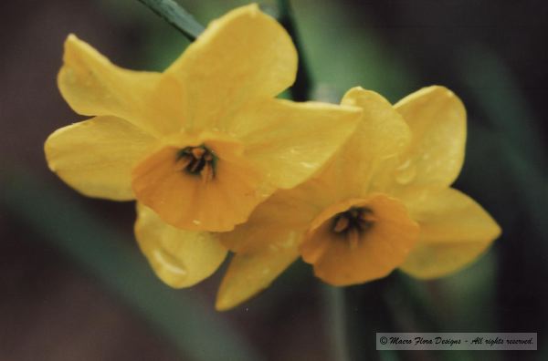 Rupicola Daffodils
