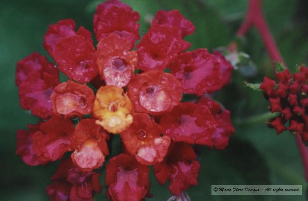 Shrub Verbena