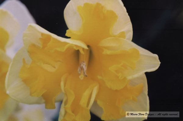 Cassata Daffodil