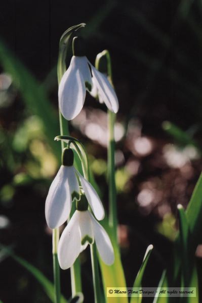 Snowdrops