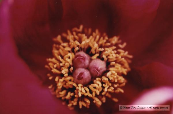 Centre of flower