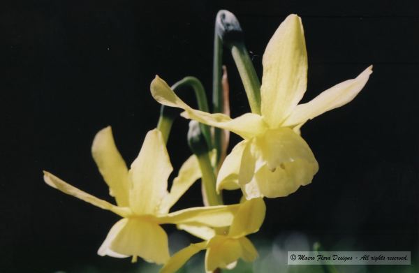 Thalia Daffodils