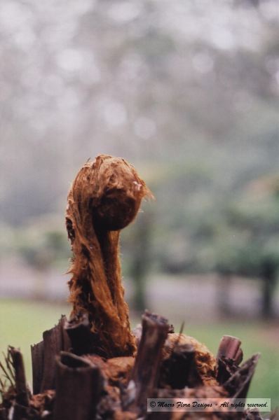 Tree Fiddlehead 