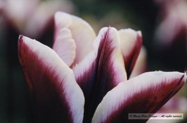 Tulip