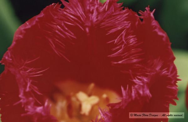 Tulip