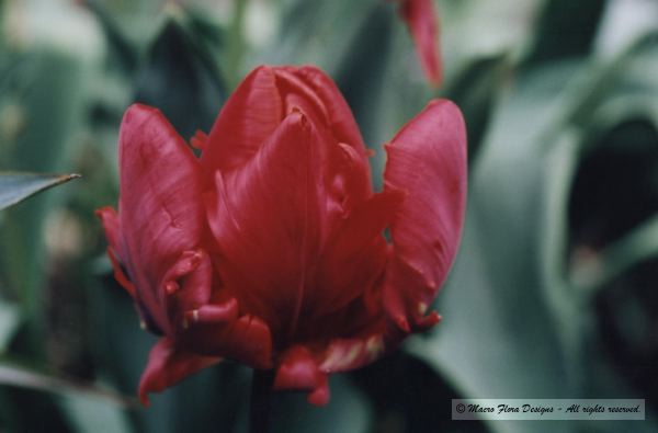Tulip