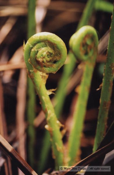 Chain Fern fiddleheads 