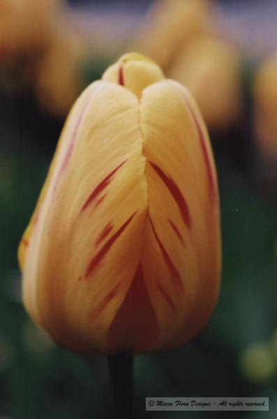 Tulip