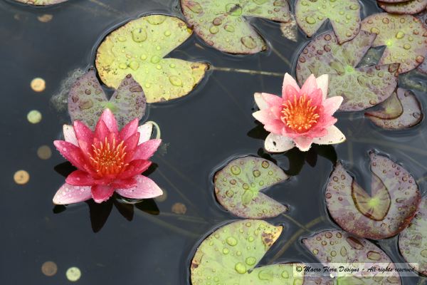 Water Lilies