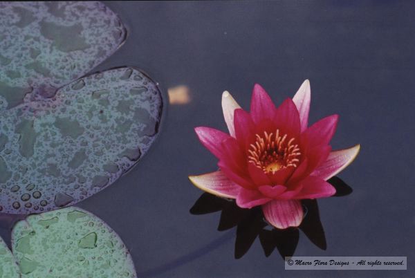 Water Lily 