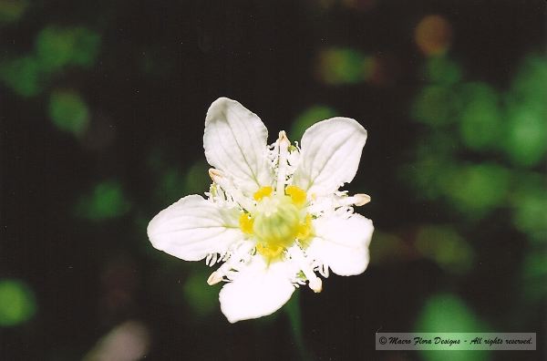 Wax Flower
