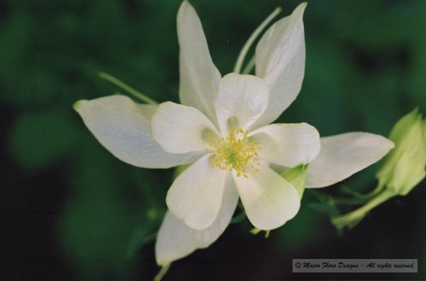 White Columbine 