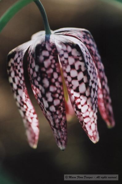 Checkered Chocolate Lily 