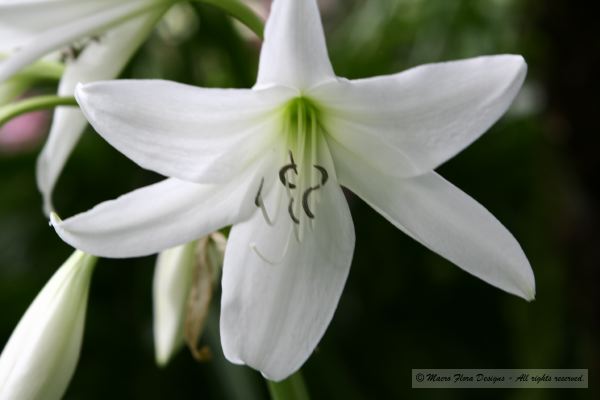 White Lady