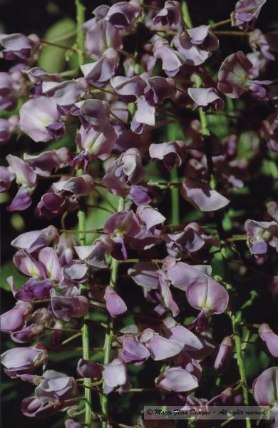 Wisteria 
