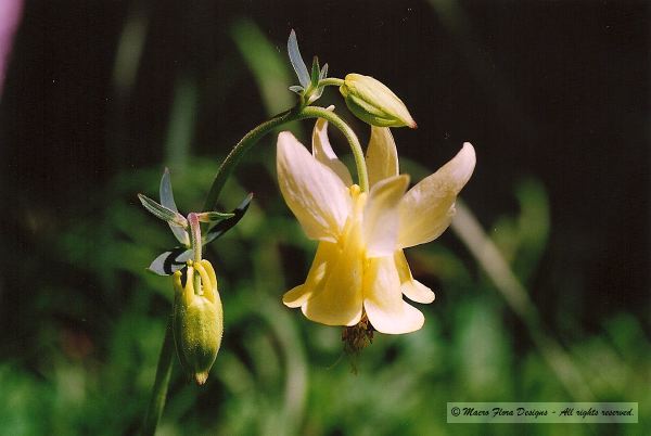 Yellow Columbine