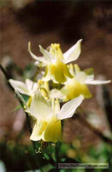 Yellow Columbines