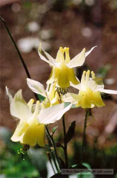 Yellow Columbines