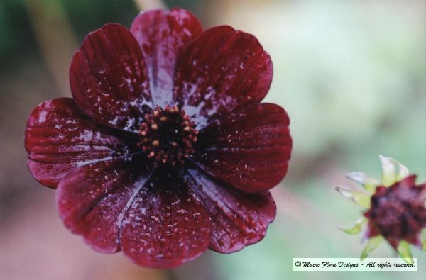 Chocolate Cosmos